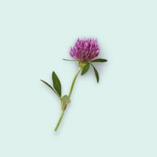 Photo of Red clover