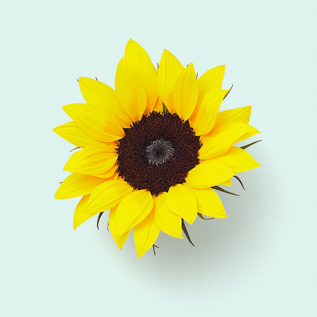 Floarea soarelui 